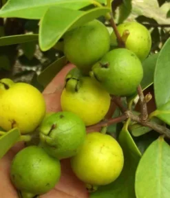 Goyave &nbsp;limon&nbsp;: psidium 25 l 180-200 cm