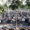 Goyave &nbsp;limon&nbsp;: psidium 7 l 80-100 cm