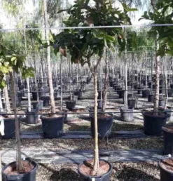 Goyave &nbsp;limon&nbsp;: psidium 7 l 80-100 cm