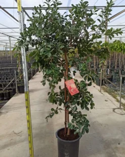 Goyavier de chine 7 l 100-120 cm