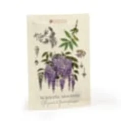 Graines de glycine