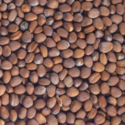 Graines à germer radis noir germline