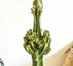 Grande euphorbe erythrea 90 cm