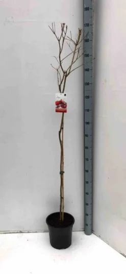 Grenadier 65 l 150-175 cm péri 20-25