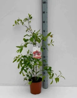 Grenadier 65 l 150-175 cm péri 20-25