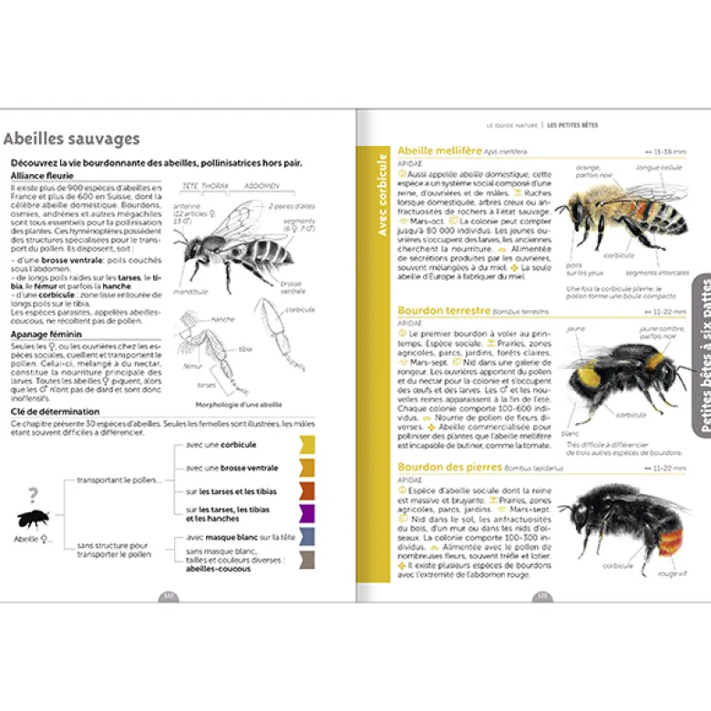 Guide nature - les petites bêtes