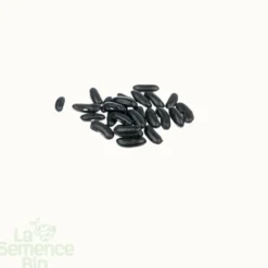 Haricot vert nain rugally bio