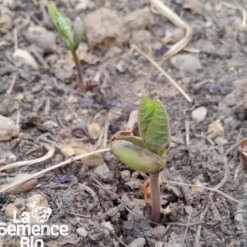 Haricot vert nain rugally bio