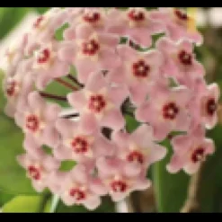 Hoya carnosa fleur de porcelaine 2 l 20-40 cm