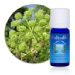 Huile essentielle angélique bio