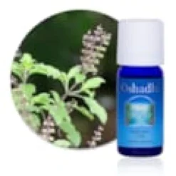 Huile essentielle basilic saint bio