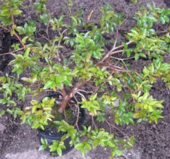 Jaboticaba 3 l 20-30 cm