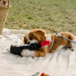 Jouet pour chien bouteille