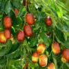 Jujubier, datte chinoise 9 l -140-160 cm