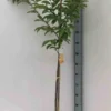 Kaki fuyu 15 l 140-160 cm