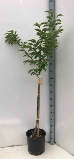 Kaki fuyu 15 l 140-160 cm