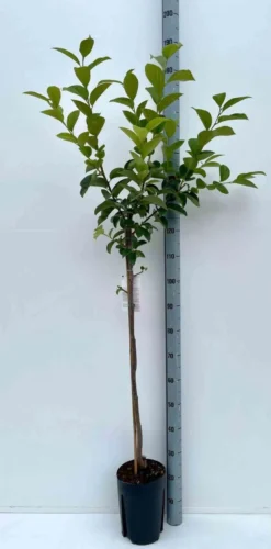 Kaki fuyu 15 l 140-160 cm