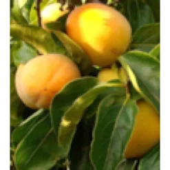 Kaki var.rojo brillante 3 l 80-100 cm