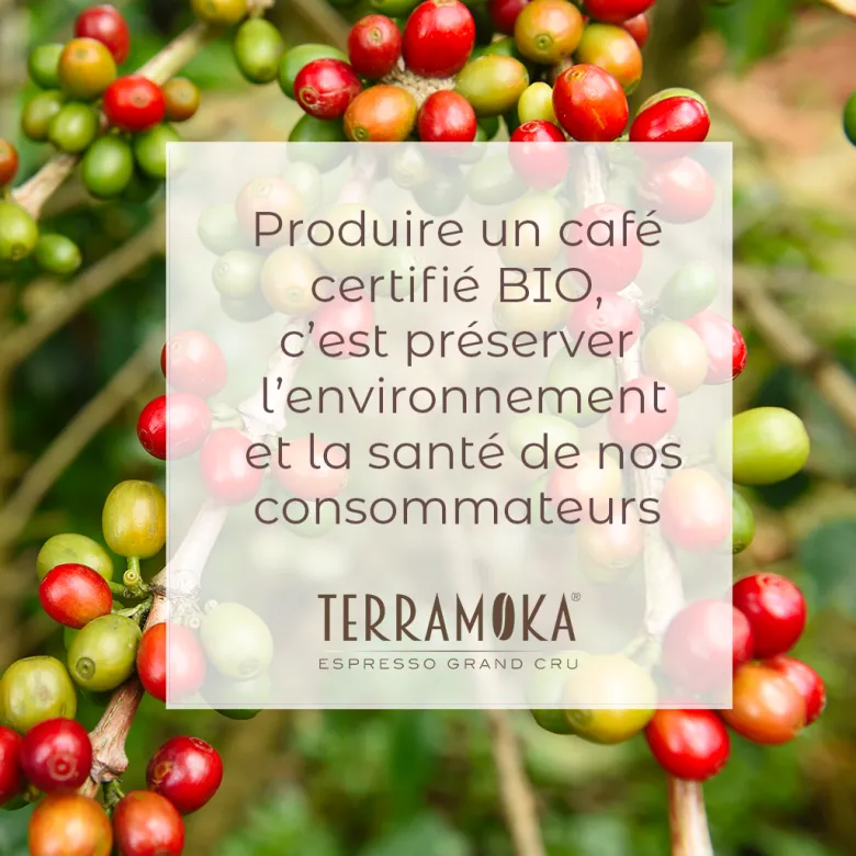 1 kg de café grain bio du brésil et du mexique