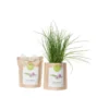 Kit bio prêt à pousser ciboulette
