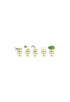 Kit bio prêt à pousser menthe
