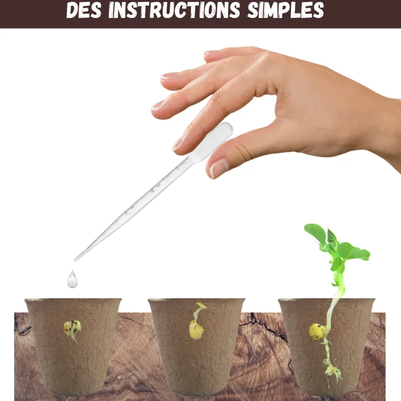 Kit bonsaï prêt à pousser – graines 100% biologiques