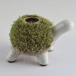 Kit de culture cresson tortue
