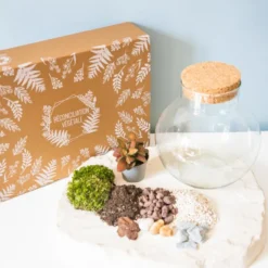 Kit diy pour terrarium 1 fittonia rouge