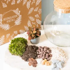Kit diy pour terrarium 1 fittonia rouge