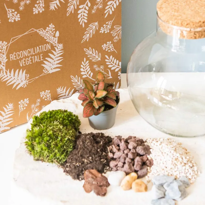 Kit diy pour terrarium 1 fittonia rouge