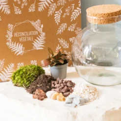 Kit diy pour terrarium 1 fittonia rouge