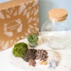 Kit diy pour terrarium 1 fittonia vert