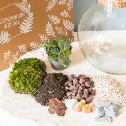 Kit diy pour terrarium 1 fittonia vert