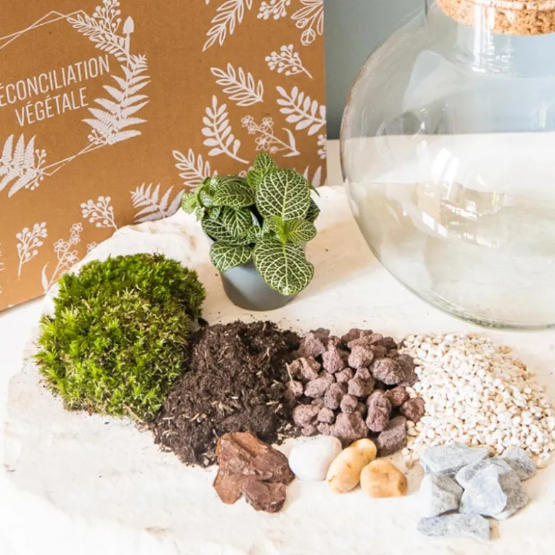 Kit diy pour terrarium 1 fittonia vert