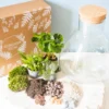 Kit diy pour terrarium 3 plantes.