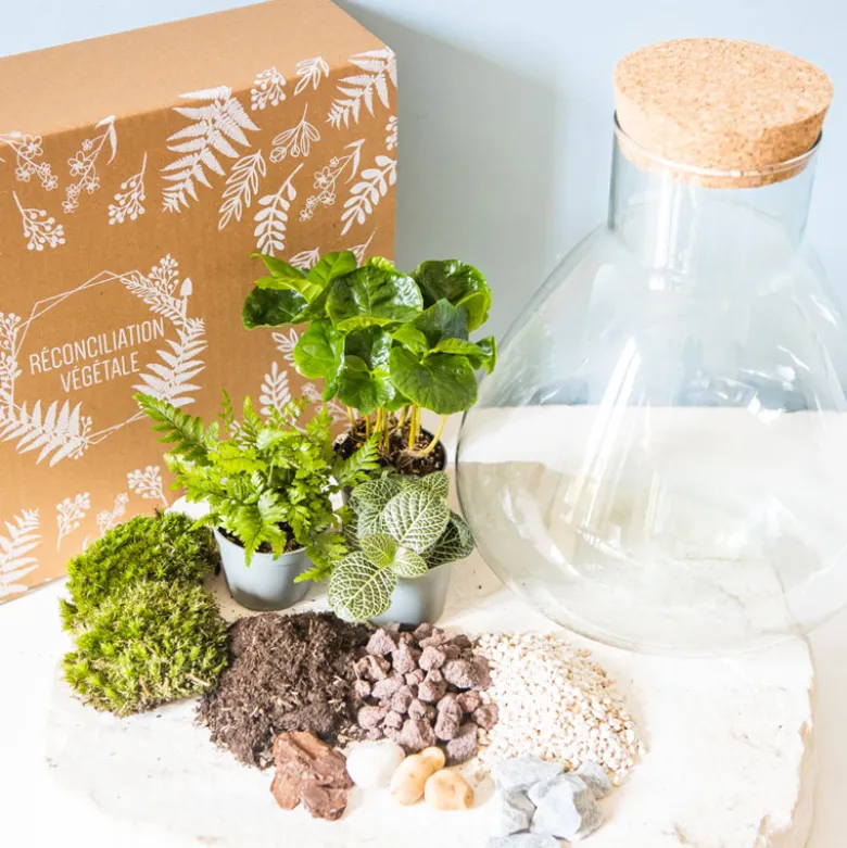 Kit diy pour terrarium 3 plantes.