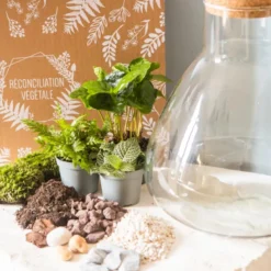 Kit diy pour terrarium 3 plantes.