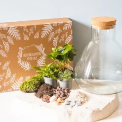 Kit diy pour terrarium 3 plantes.