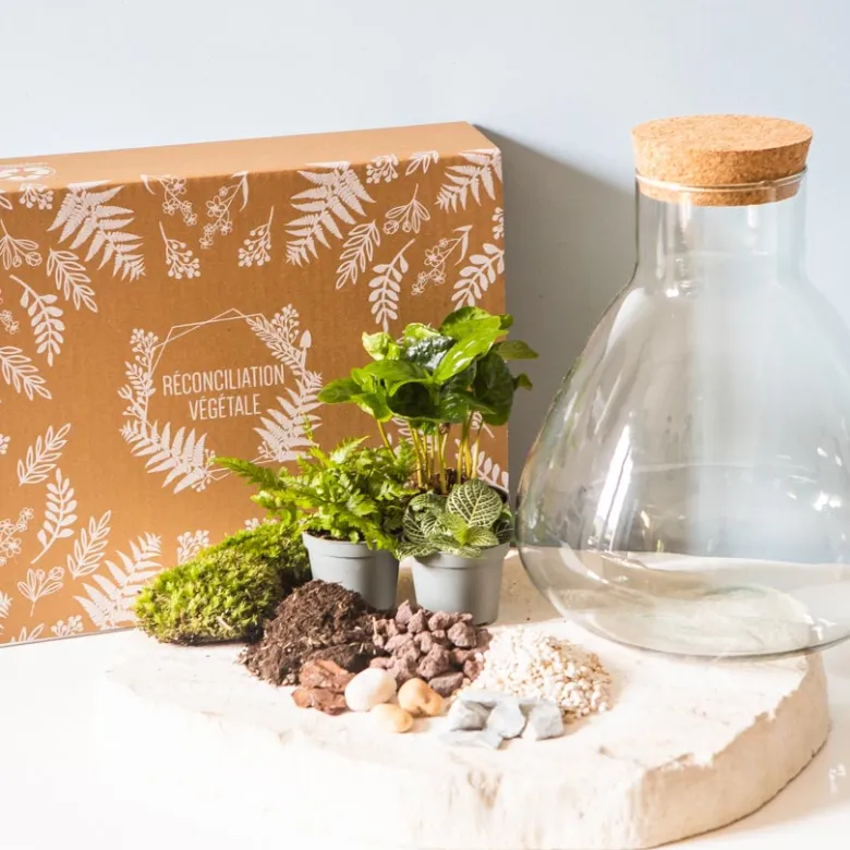 Kit diy pour terrarium 3 plantes.