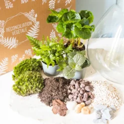 Kit diy pour terrarium 3 plantes.