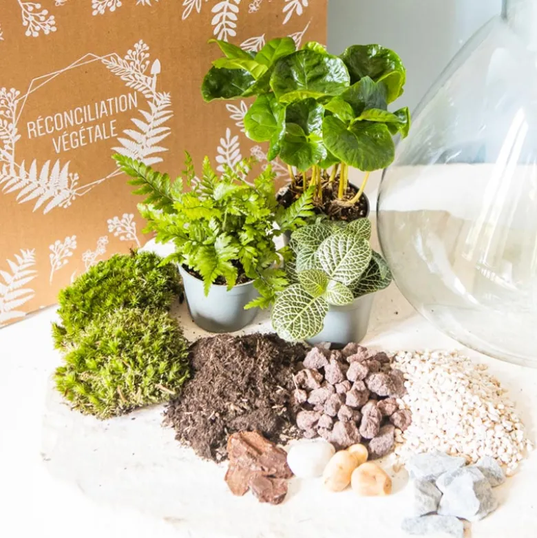 Kit diy pour terrarium 3 plantes.