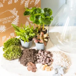 Kit diy pour terrarium 3 plantes.