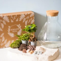 Kit diy pour terrarium 3 plantes.