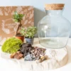 Kit diy pour terrarium 2 plantes