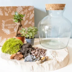 Kit diy pour terrarium 2 plantes