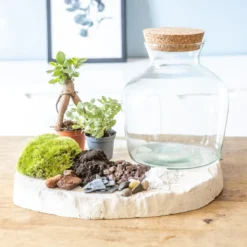 Kit diy pour terrarium 2 plantes