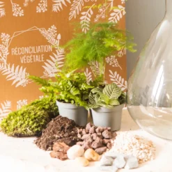 Kit diy terrarium 3 plantes aspargus
