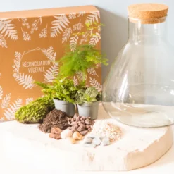 Kit diy terrarium 3 plantes aspargus