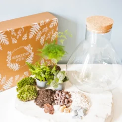 Kit diy terrarium 3 plantes aspargus