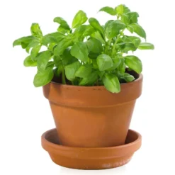 Kit enfant : basilic bio